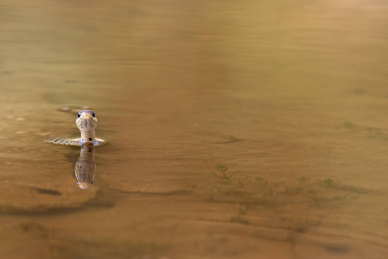 Photo d'une couleuvre à collier dans l'eau, Natrix photo de Maxime Briola