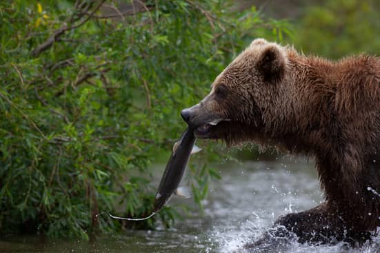 Ours après une pêche au saumon, son butin en bouche, photo de Rémy Marion