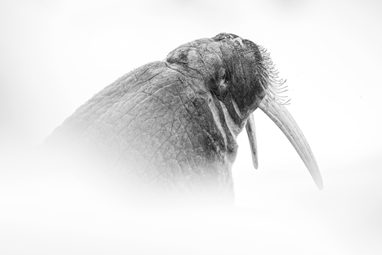 Photo d'un morse dans la toundra par Olivier Larrey
