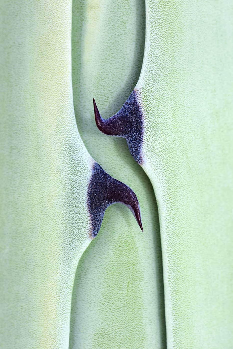 "Agave Plant 3", photo de Javier Herranz Casellas